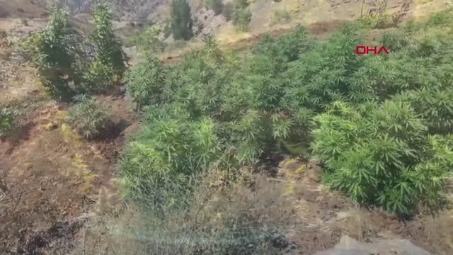 Son dakika haber... BİNGÖL'DE 3 MİLYON KÖK KENEVİR VE PATLAMAMIŞ HAVAN ELE GEÇİRİLDİ