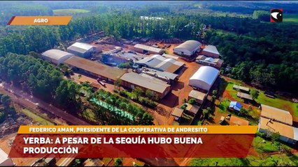 Yerba a pesar de la sequía hubo buena producción