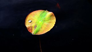 Liquid jewel on a  floating Lotus leaf. No talking. 4K