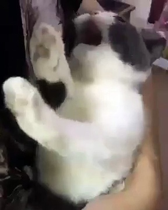 cat mewaw without chocolate