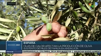 España: Intenso calor afecta producción de oliva y la economía de miles de familias en Andalucía