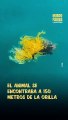 Un dron salva a una tortuga marina en peligro de extinción
