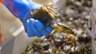 The true cost of the green crab invasion — and how whiskey can help