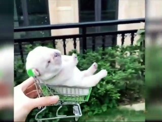 kid's masti-funny videos#8 || with cats and dogs masti videos