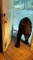 Polite Bear Closes The Door