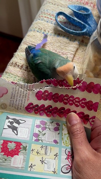 Lovebird Makes Pretty Paper Tail
