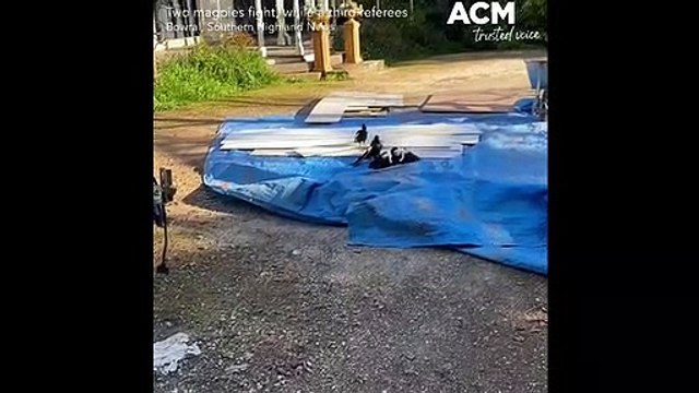 Two brawling magpies