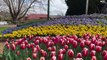 Tulip Time is in its 62nd year - Tuesday, September 13, 2022 - Southern Highland News