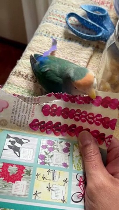 Lovebird Makes Pretty Paper Tail