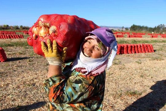 Amasya haberi: Suluova soğanına coğrafi işaret tescili