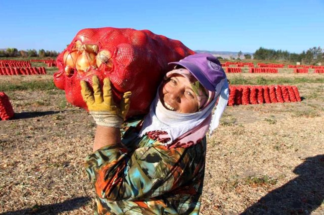 Amasya haberi: Suluova soğanına coğrafi işaret tescili