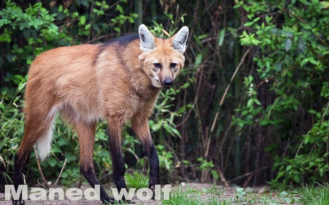World’s 12 Most Unique Animals You Never Know | जंगल के सबसे अनोखे जानवर |