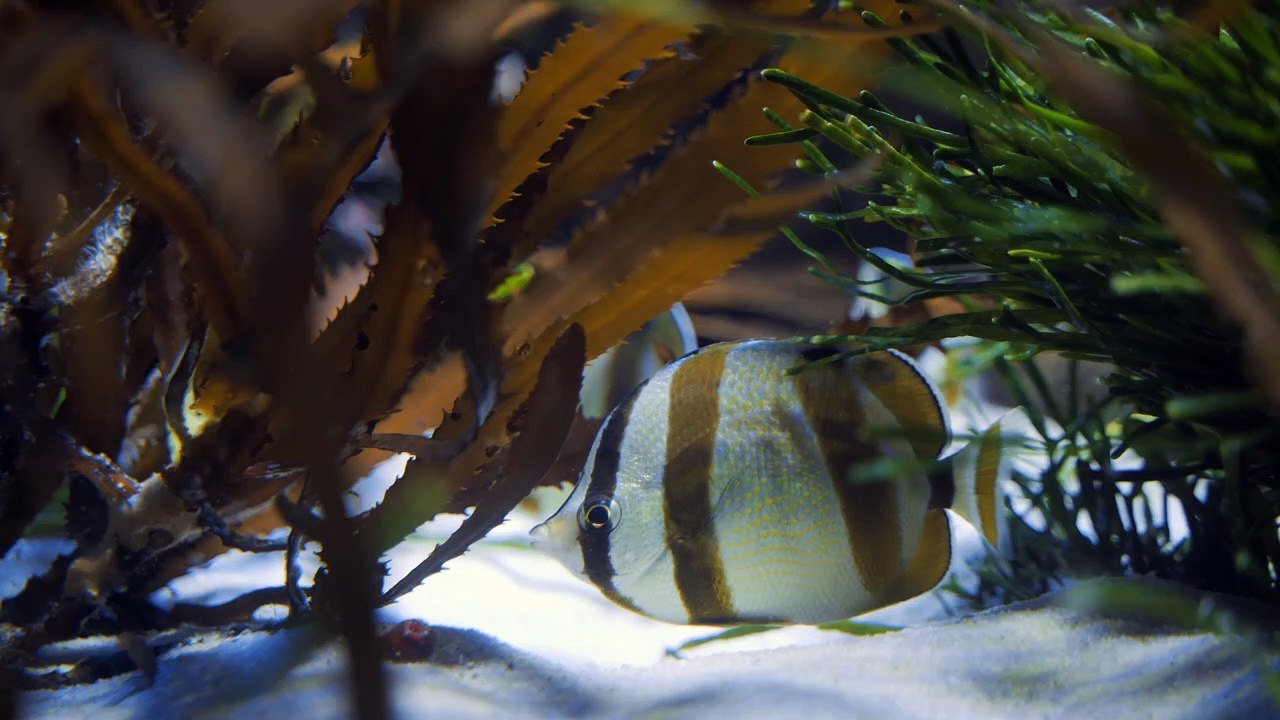 awesome fish