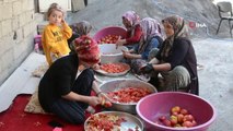 Hakkarili kadınlardan domates salçası üretimi başladı