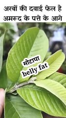 मोटापा बेली फेट वजन कम  होगी एक हफ्ता मैं अमरुद के पत्तो से सही तरीका जान लो बस