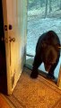 Polite Bear Closes The Door