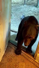 Polite Bear Closes The Door