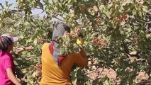 3 bin işçi ile fıstık hasadı: 300 bin fıstık ağacından 6 bin 500 ton rekolte bekleniyor