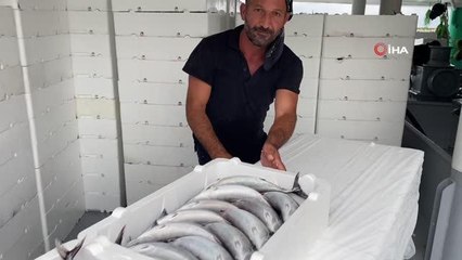 Bartın haber! Karadeniz'den Bartın'a palamut yağdı