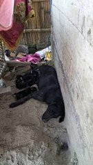 Cute puppy   dog .  Mother love