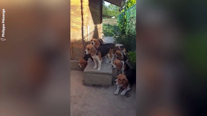 Ces beagles sont des anges au moment du repas