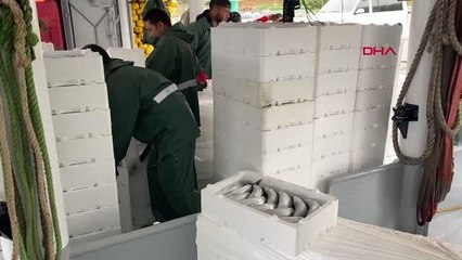 AMASRA'DA BALIKÇILAR, 40 TON PALAMUT YAKALADI
