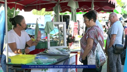 Reportage - Foire de Beaucroissant : une année rude pour les éleveurs - Reportages - TéléGrenoble