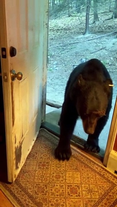 Polite Bear Closes The Door