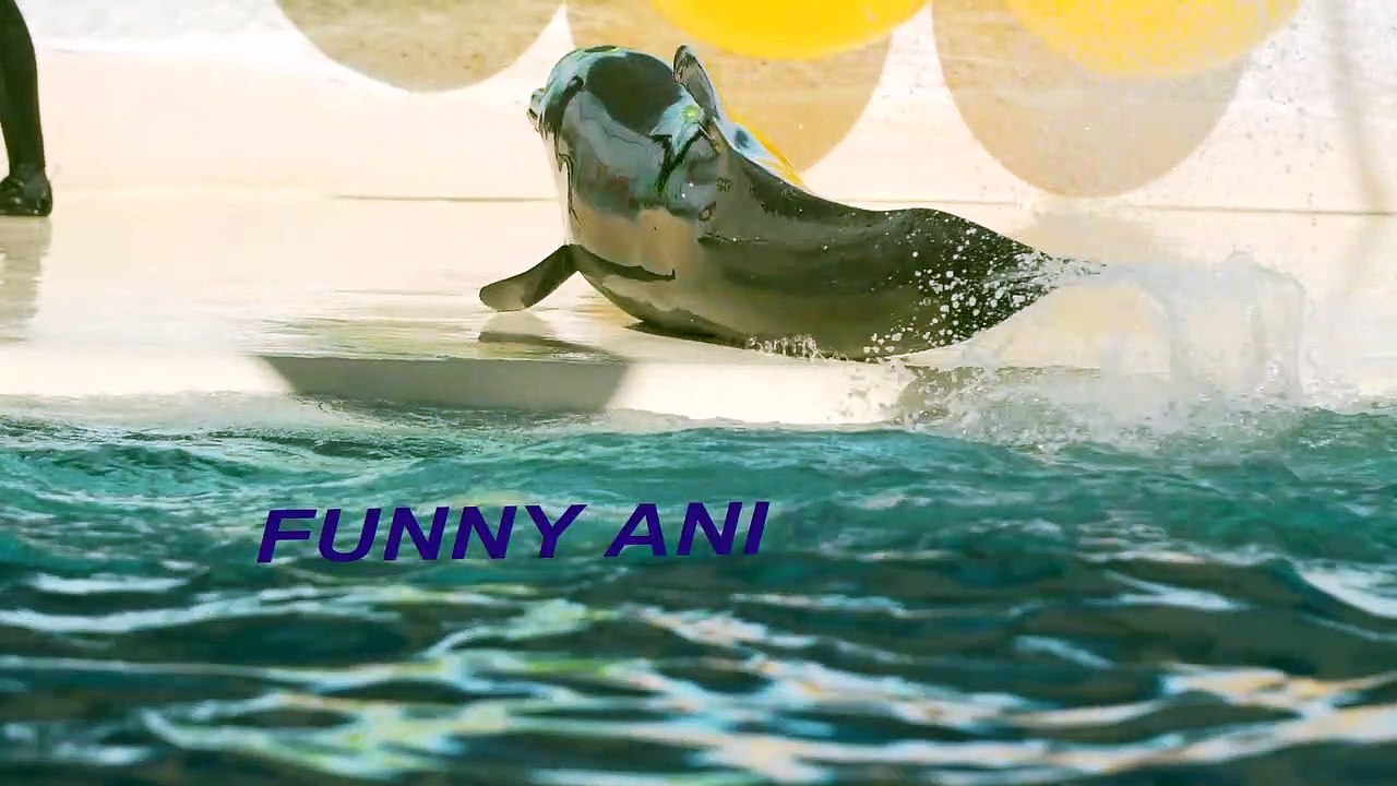Funny videos