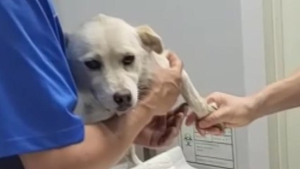 오토바이에 개 끌고 다닌 70대 불구속 입건 / YTN