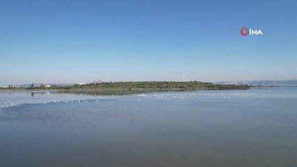 Hersek Lagünü'nde flamingoların görsel şöleni başladı
