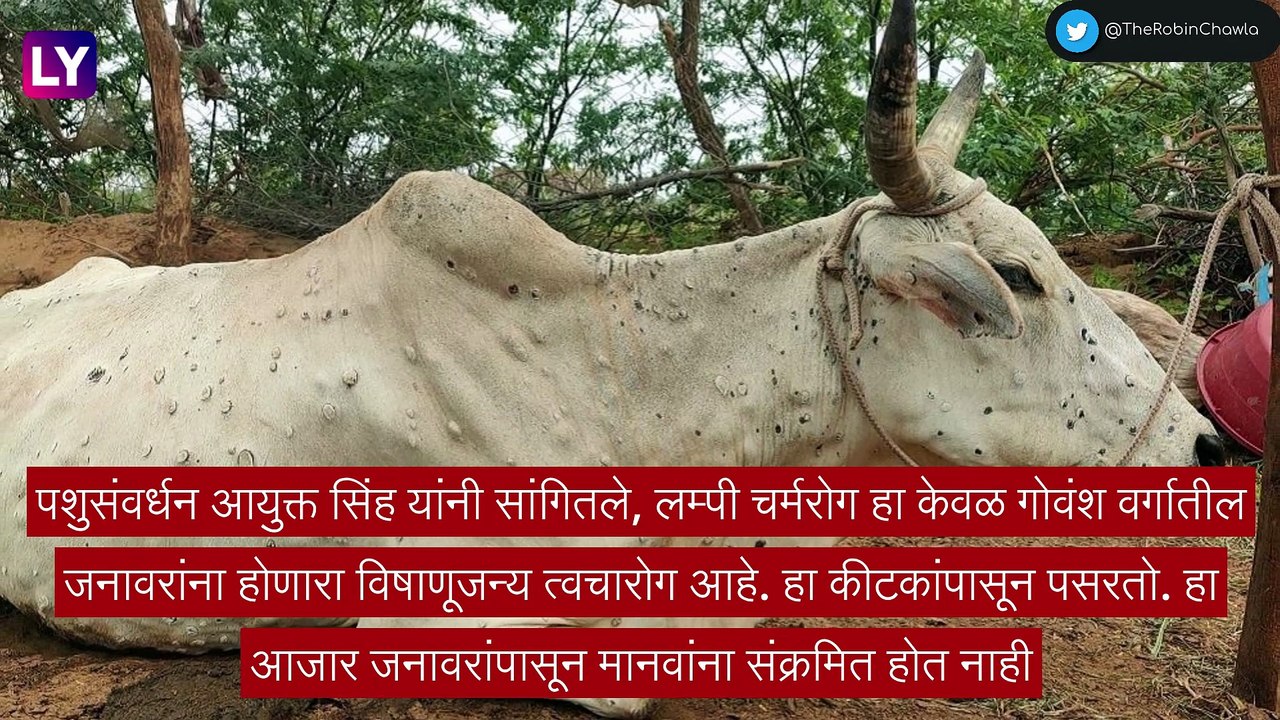 Lumpy Skin Disease: लम्पी रोग नियंत्रणासाठी यंत्रणा सज्ज, पशुधनाची हानी झाल्यास मिळणार नुकसान भरपाई
