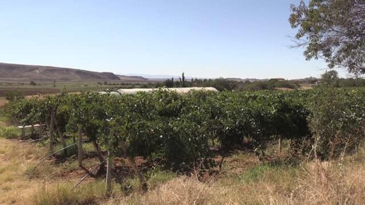 KIRIKKALE - "Delice Beyazı"ndaki yüksek verim üreticiyi sevindirdi