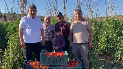 İhracat yasağı domates üreticisini vurdu   