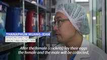 Thai pop-up wins fans with crunchless cricket burgers