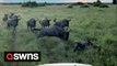 Tiny dog bravely confronts a herd of lively wildebeest in South Africa