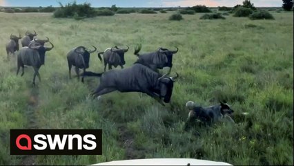 Tiny dog bravely confronts a herd of lively wildebeest in South Africa