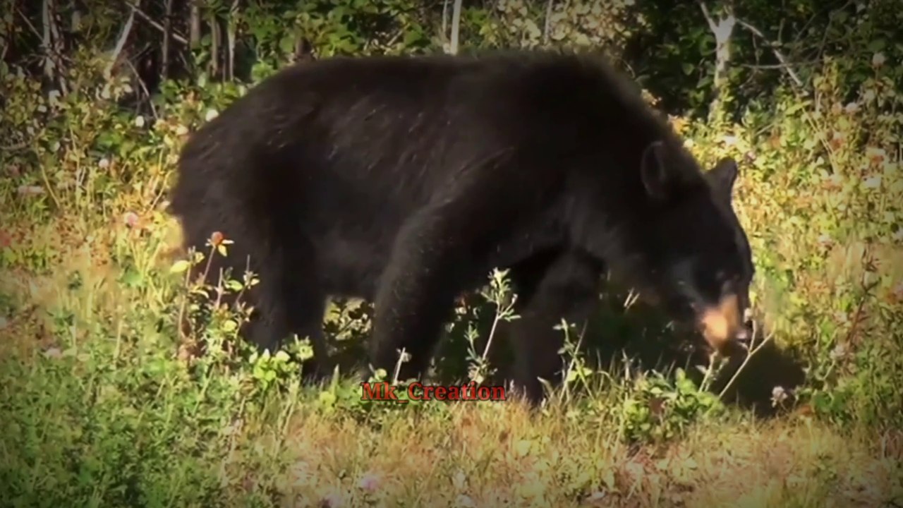 Black Bear (wild animals)