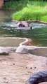 Elephant swimming in the swimming pool