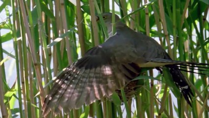 Curiosités animales - Les imposteurs : Le coucou et le sphinx tête de mort