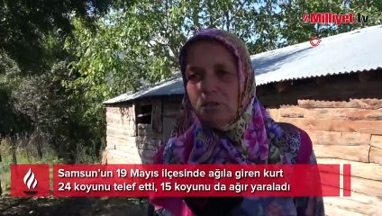 Ağıla giren kurt koca sürüyü telef etti