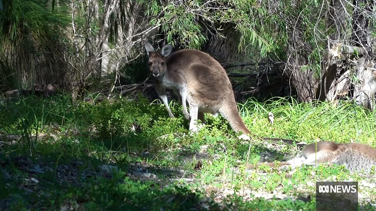Australie: Un kangourou sauvage est soupçonné d'avoir tué un homme de 77 ans qui le gardait comme animal de compagnie, annonce la police australienne - VIDEO
