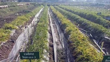 कृषि उपखंड सवाई माधोपुर के पांच ब्लॉकों में कृषि पर्यवेक्षकों के 43 पद खाली