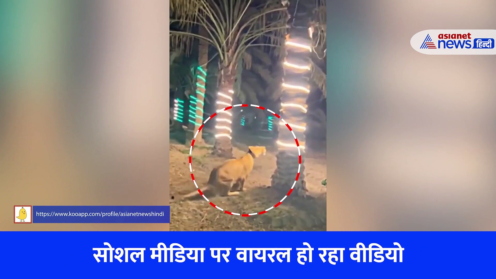 बिन बुलाए मेहमान की तरह पार्टी में पहुंची खूंखार शेरनी, फिर जो हुआ... देखें Video