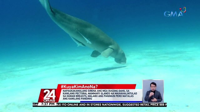 #KuyaKimAnoNa?: Sea cow o dugong, idineklarang “functionally extinct” o 'di na makikita ulit sa China | 24 Oras