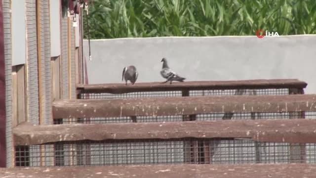 Edirne kültür sanat haberleri: Edirne'de posta güvercinleri yarışı