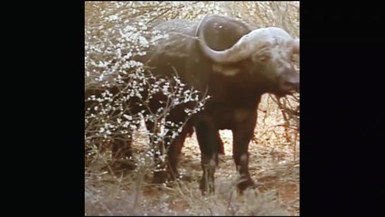 Buffalo vs Lion Fight / जंगली भैंस और शेर की लड़ाई