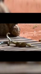 cobra vs mongoose fight