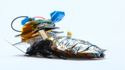 Des chercheurs développent des "cafards cyborgs" pour sauver des vies