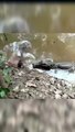 Electric eel kills crocodile